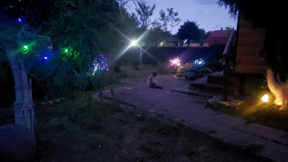 010.jpg